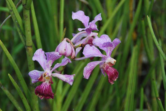 National Orchid Garden